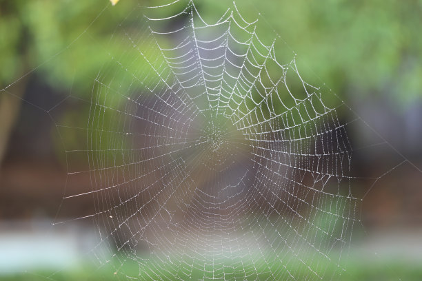 这是一张迷人的特写照片，在一个寒冷的冬天早晨，小雨过后，蜘蛛网上的水滴，背景是郁郁葱葱的绿树。图片下载