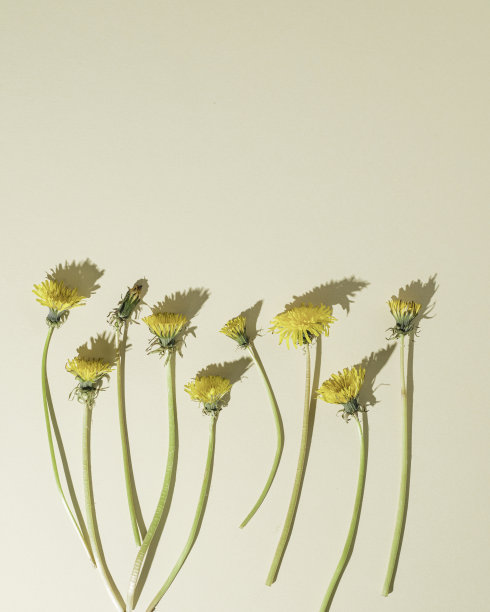 浅米色背景上的蒲公英花。简单的最小平面布局与复制空间。图片下载