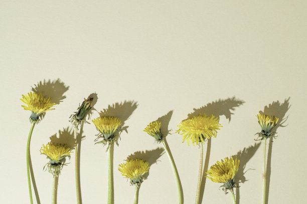 淡米色背景上的黄色蒲公英花。平面最小设计与复制空间。图片下载