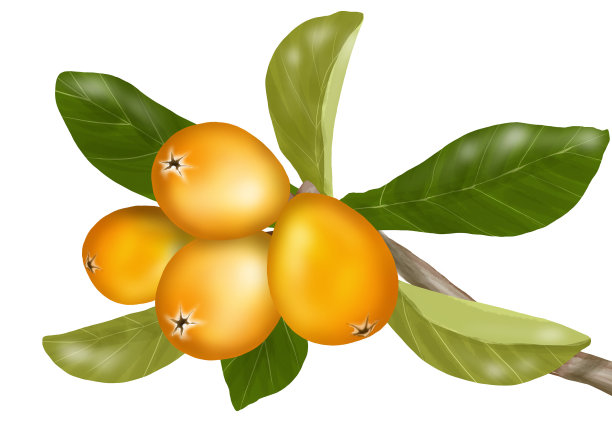 枇杷树枝上的果实和叶子图片下载