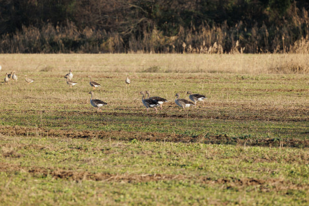 在弗留利-威尼斯朱利亚省东部乡村的一块天然田野里，一群灰雁的近距离照片，被阳光照亮，摄于冬季图片下载