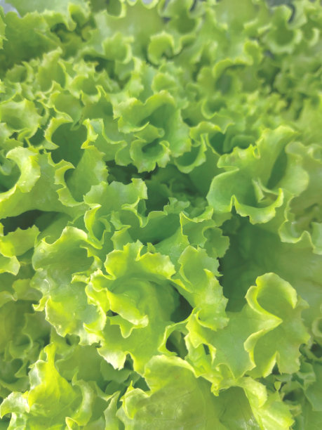 绿色生菜叶子的全画幅照片。图片下载