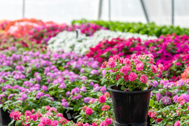 玫瑰在花店花园的花盆里。图片下载