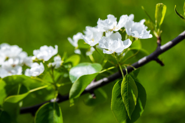 在一个阳光明媚的夏日，苹果树枝上开着白色的花。宏观照片图片下载