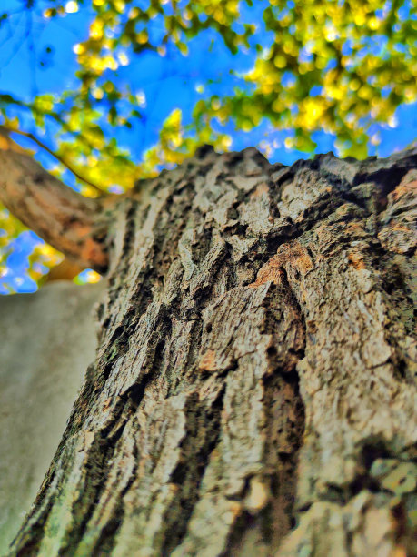 这张照片的特写是一棵树皮，背景是天空和树叶。重点在于树皮粗糙的质地。图片下载