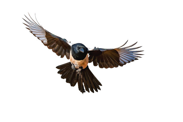 飞的乌鸦。欧亚喜鹊。异食癖异食癖。图片下载