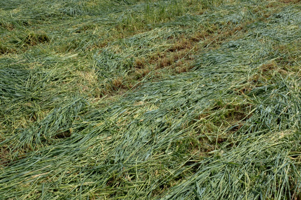 修剪过的草地，俯视图。纹理新鲜切割草甸出版，海报，日历，邮政，屏幕保护程序，壁纸，明信片，横幅，封面。高质量照片图片下载