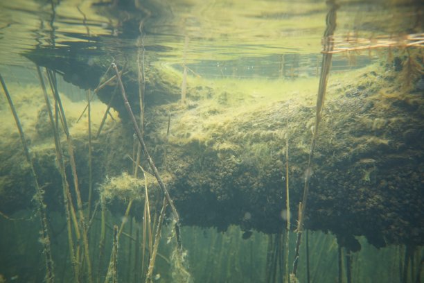 倒下的树的水下照片图片下载