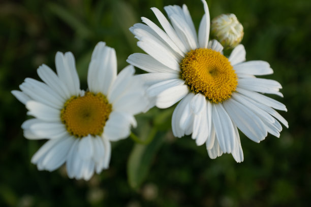 两只雏菊，特写。甘菊的花。洋甘菊与白色花瓣海报，日历，邮政，屏幕保护程序，壁纸，明信片，横幅，封面，网站。高质量照片图片下载