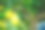 两个柠檬位于柠檬树枝的末端。图片下载