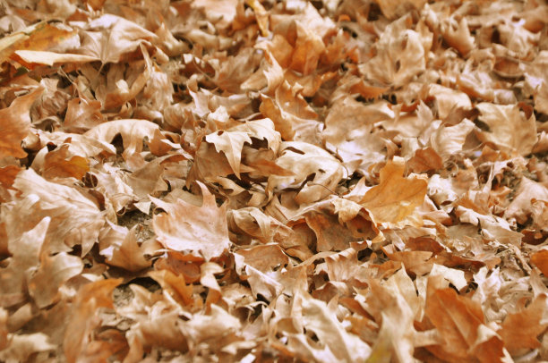 地板上的干梧桐树叶子。秋天的概念想法背景照片。图片下载