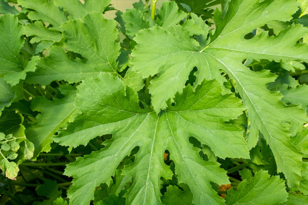 西葫芦植物，特写。蔬菜背景从骨髓丛与绿叶出版，海报，屏幕保护程序，壁纸，明信片，横幅，封面，邮政。高质量照片图片下载