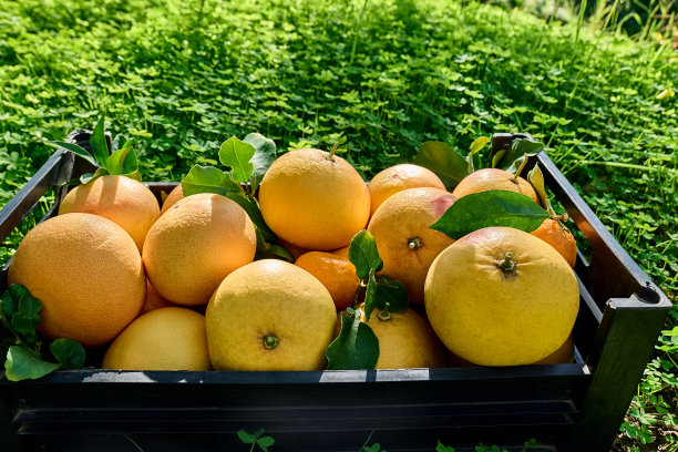 板条箱收集成熟的柑橘果实在绿色的草地上收获期间在柑橘果园。乡村农业。健康的有机食品。图片下载