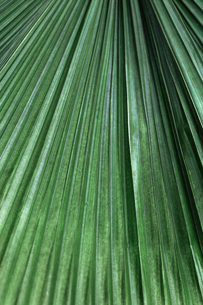 绿色棕榈叶作为设计的自然背景，抽象的自然景观。详细的热带树叶，条纹线光影。特写照片奇异的树叶。抽象自然模式图片下载
