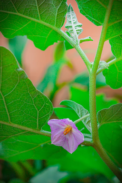 绿叶和树上的茄子花。图片下载