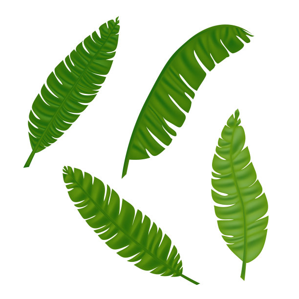 热带棕榈树丛林树叶矢量集。树叶自然的丛林，五颜六色的异国情调的树叶树枝插图。每股收益10图片下载