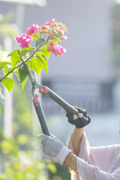 女人正在花园里修剪植物图片下载