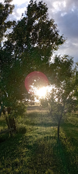 阳光下美丽的树图片下载