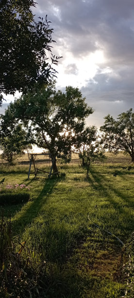 阳光下美丽的树图片下载