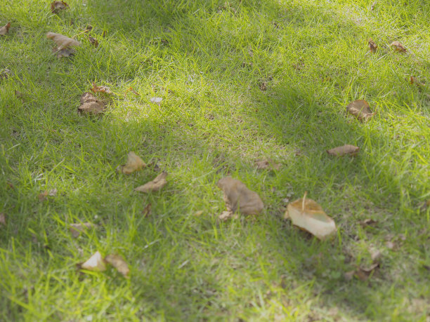 白天的草坪图片下载