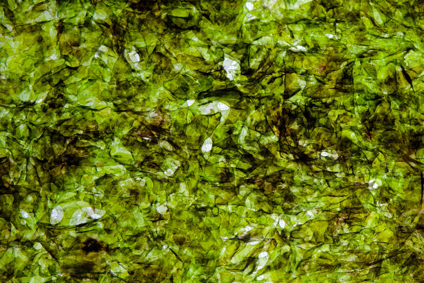 细密的海藻纹理图片下载