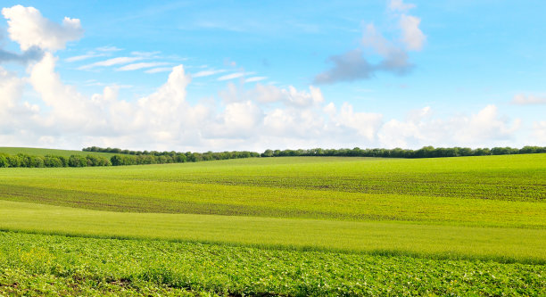 绿色的麦田和蓝色的多云的天空。宽的照片。图片下载