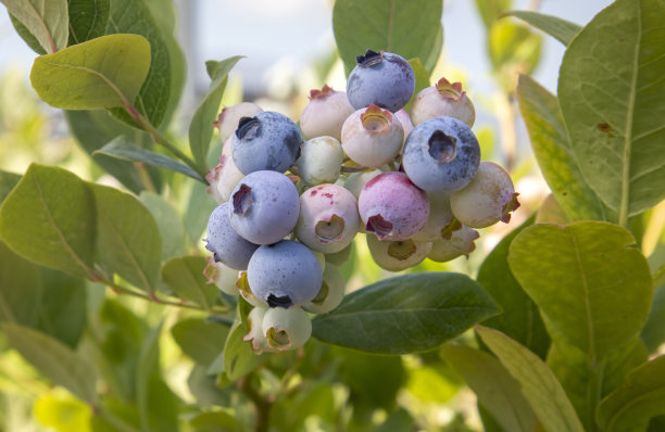 在土耳其伊兹密尔的收获季节，蓝莓农场的树上有一串成熟的水果。蓝莓采摘历史。图片下载
