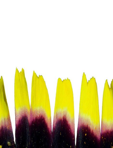 抽象艺术与空图案，特写宏观细节的背景和设计图片下载