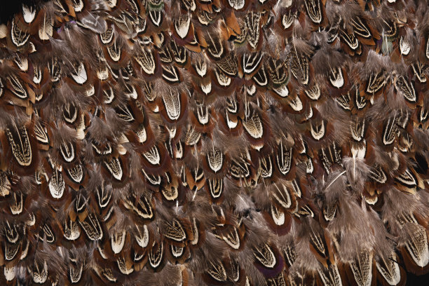 天然雉鸡羽毛，羽毛图案，抽象背景，纺织品，纹理图片下载