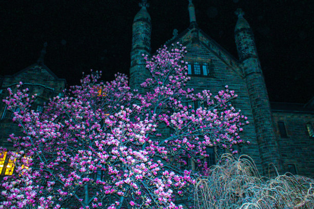 晚上校园里樱花盛开图片下载