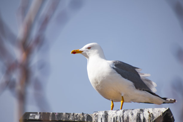 海鸥鸟站在路灯上图片下载