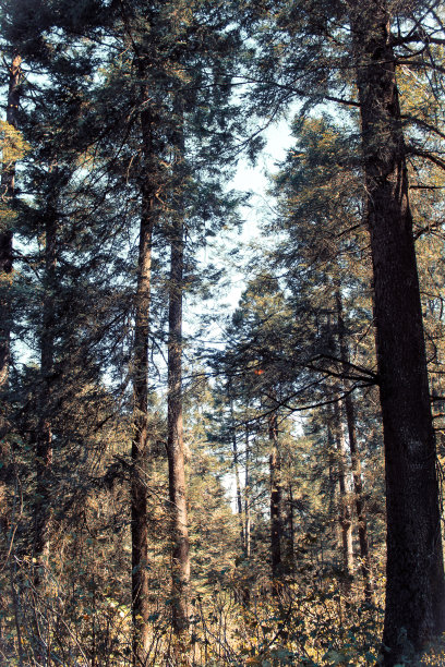 树林里的蝴蝶图片下载