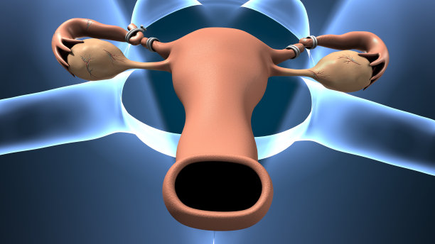 子宫里有胎儿的孕妇。3 d演示。图片下载