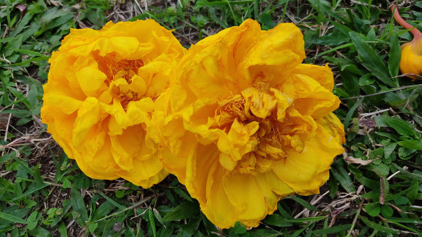 黄色的花图片下载