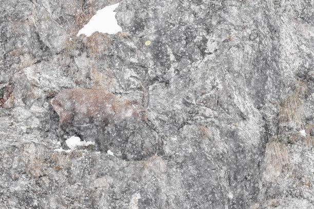 山壁上的雄性高山野山羊(Capra ibex)图片下载