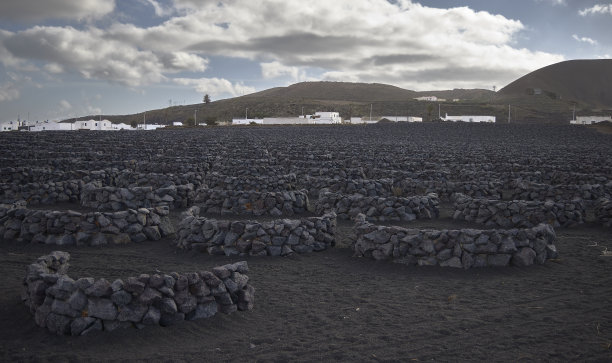 查布科斯和葡萄藤。图片下载