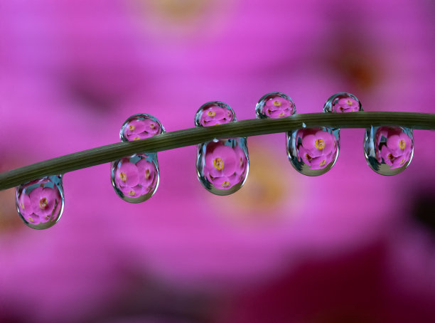 宏观的水滴滴在植物鹳与一张花里面的水滴的照片图片下载