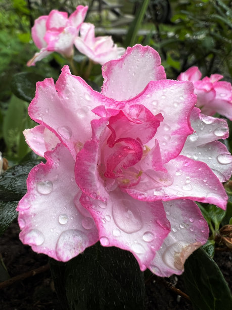 一张美丽的盛开的粉红色玫瑰特写照片图片下载