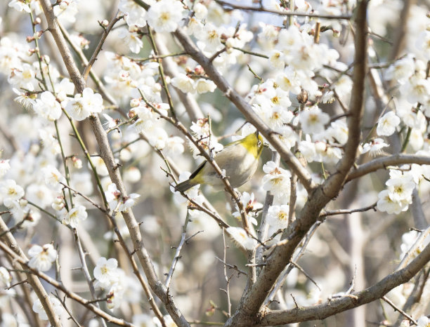 可爱的铜斑蛇图片下载
