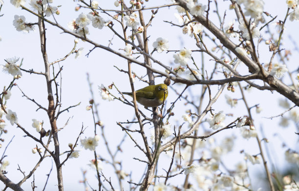 可爱的铜斑蛇图片下载