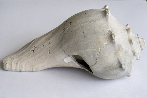 海滩贝壳微距照片图片下载