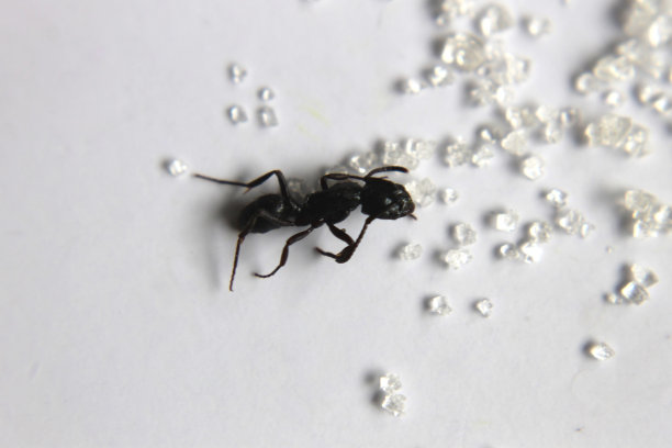 黑木蚁。图片下载