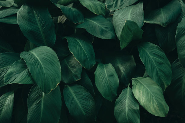 大自然的树叶，绿色的热带森林，背景插画概念图片下载