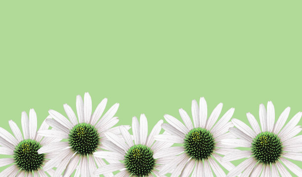 五颜六色的紫锥菊开花图片下载