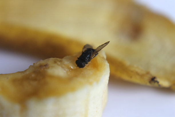 黑木蚁图片下载