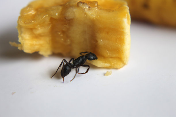 黑木蚁图片下载