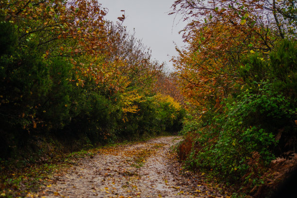 绿叶的足迹:在大自然的怀抱泥泞的道路图片下载