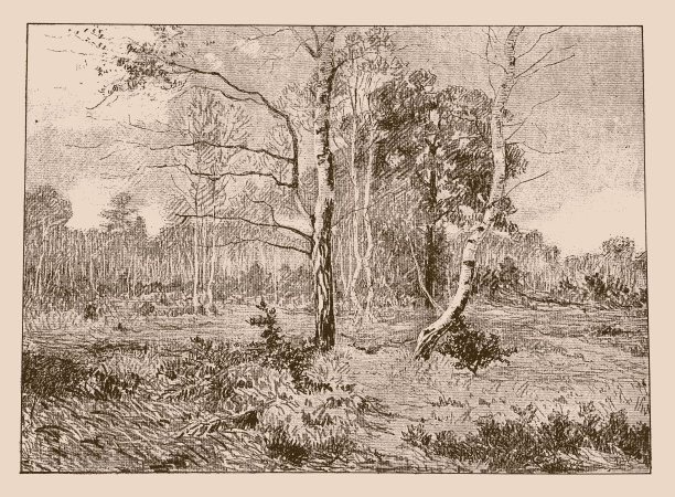 枫丹白露森林，法国图片下载