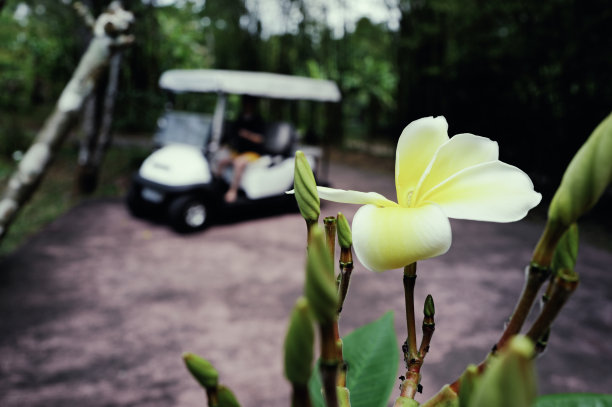 岛上的鲜花和电动摩托车图片下载