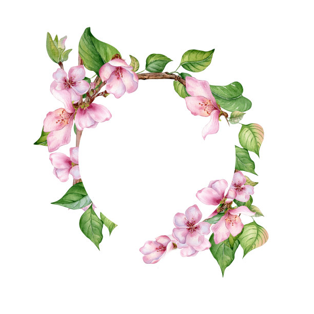 水彩圆形框架与粉红色的花朵果树孤立在白色。花卉框架的设计模板与花枝手绘。用于婚礼请柬、包装、标签产品的元素图片下载